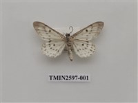 藏品(尺蛾110)的圖片